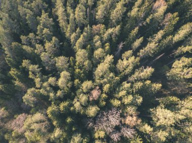 drone görüntü. alanları ve ormanları ve bulutlu bahar günü nehir su yansımalar kırsal alan hava görünümünü. Letonya - vintage eski film bakmak