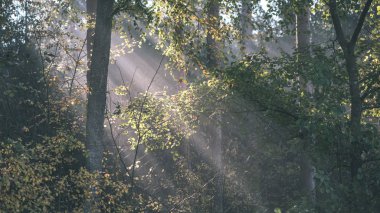 Güneş reys sonbahar renkli ağaç üzerinden sisli orman çayır - vintage eski film bakmak bırakır