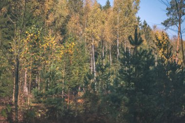 renkli ağaç yemyeşil desen ormanda şube ve güneş ışığı ile kırsal - vintage eski film bakmak erken sonbahar doğada yaprak