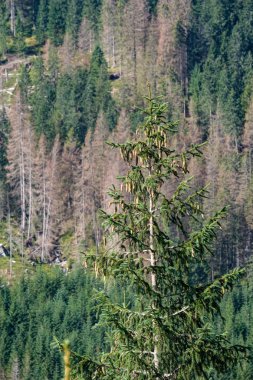 Batı Karpat dağ panorama turistik yürüyüş parkurları ve çevresinde yeşil orman ile açık gün. Tatra, Slovakya