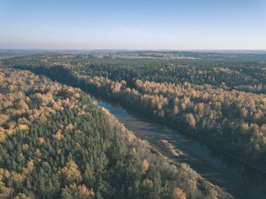 drone görüntü. sonbahar renkli ormandaki dalgalı Nehri'nin havadan görünümü. Letonya, nehir gauja - vintage eski film bakmak