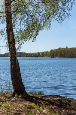 göl kıyısı ile yeşil yaz ayrı ağaçlarda