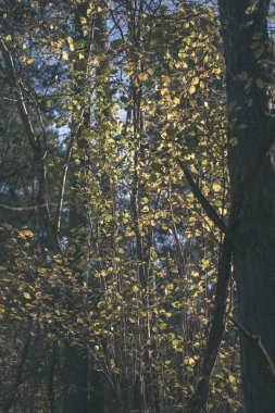 parlak sarı renkli huş ağacı yaprakları ve sonbaharda şubeleri. vintage eski film doğal dokulu arka plan - bak
