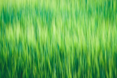 yaz yeşil çayır çim ve çiçek soyut desenli. güneşli bir günde Letonya