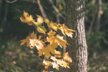 renkli ağaç yemyeşil desen ormanda şube ve güneş ışığı ile kırsal - vintage eski film bakmak erken sonbahar doğada yaprak
