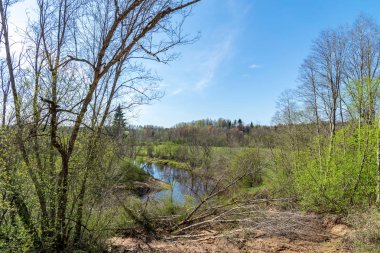 göl kıyısı ile yeşil yaz ayrı ağaçlarda