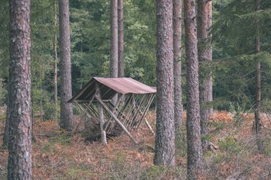 çam ağacı orman sonbaharda kuru. doku ağaç gövdeleri üzerinden nazik ve arka plan - vintage eski film bakmak bulanıklık