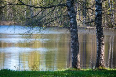 göl kıyısı ile yeşil yaz ayrı ağaçlarda