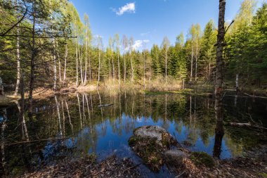 göl kıyısı ile yeşil yaz ayrı ağaçlarda