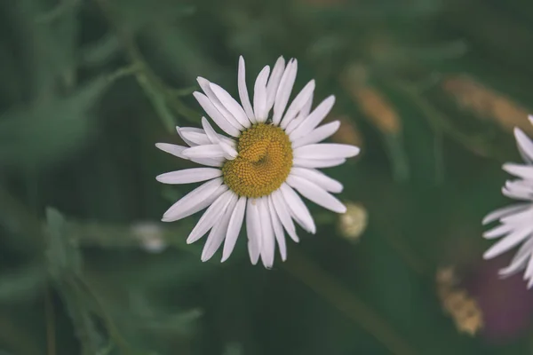 Nahaufnahme Schöner Gänseblümchenblümchen Auf Der Grünen Wiese — Stockfoto