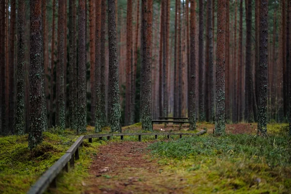 Παλιά Ξύλινα Trenshes Στο Δάσος Στη Λετονία Lozmetejkalns — Φωτογραφία Αρχείου