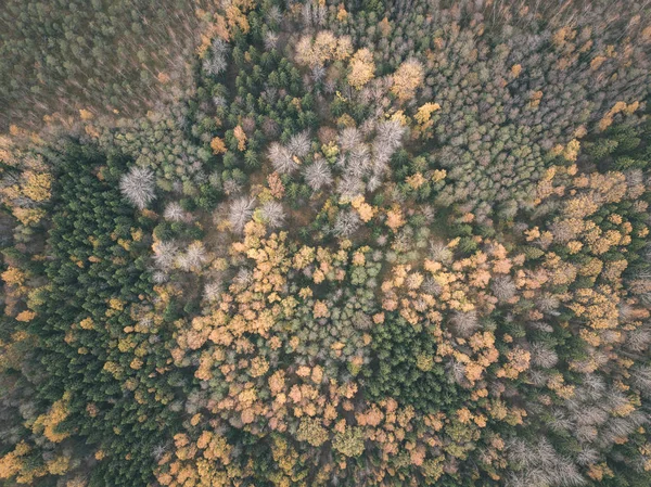 Drone Bild Flygfoto Över Landsbygden Höst Med Gula Och Röda — Stockfoto