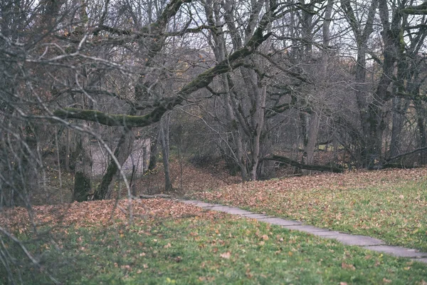 冬天前不久 孤独的树木与最后的颜色的叶子在分枝 沉闷的秋天的颜色和空的公园与树干 复古老电影看 — 图库照片