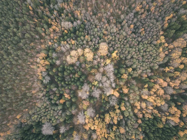 Imagen Del Dron Vista Aérea Zona Rural Otoño Con Árboles —  Fotos de Stock