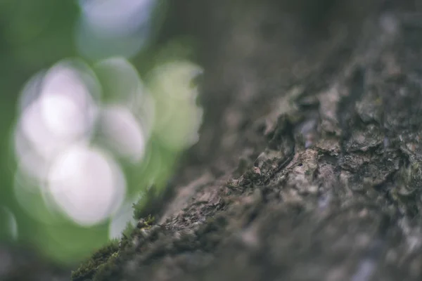 年齢線自然環境の中で壊れている倒木の乾燥木トランクのクローズ アップ ビュー — ストック写真