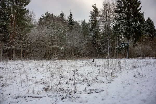 Kışın Kar Ile Geç Gün Batımından Önce Akşam Vahşi Orman — Stok fotoğraf