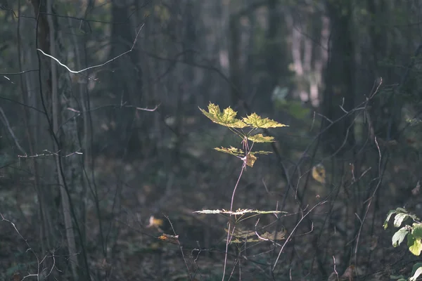 Sentiero Turistico Naturale Nei Boschi Nel Tardo Autunno Con Alcune — Foto Stock