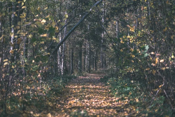 Leere Landstraße Herbst Bedeckt Mit Gelben Blättern Park Zwischen Baumstämmen — Stockfoto
