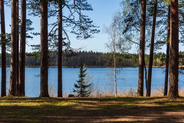 Lake Shore Distinct Trees Green Summer — стоковое фото