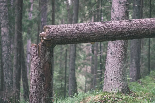 Vista Cerca Del Tronco Árbol Seco Árbol Roto Caído Con — Foto de Stock