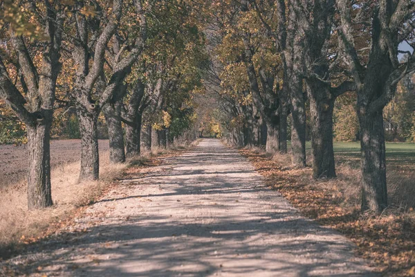 Země Štěrková Cesta Podzim Barev Strom Uličce Způsobem Obou Stranách — Stock fotografie