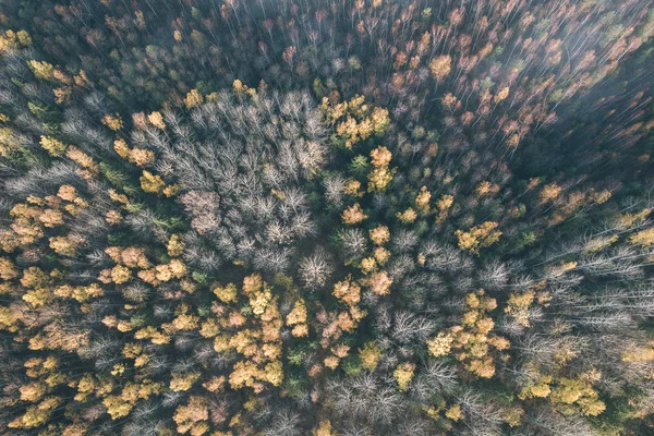 Drone Kép Légi Felvétel Vidék Ősszel Sárga Piros Színű Erdő — Stock Fotó