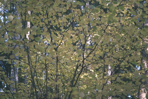 白樺緑豊かな木の幹と葉 ヴィンテージの古いフィルムの外観の異なる色でカラフルな秋の森 — ストック写真