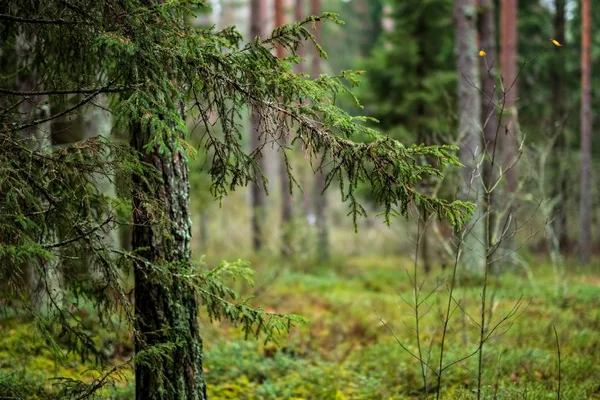 Donkere Herfst Bos Met Sparren Dennen Bomen Groen Gebladerte — Stockfoto