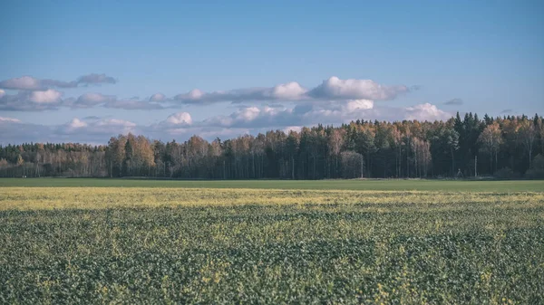 Zelené Pole Pozdním Podzimu Lesem Pozadí Roztrhané Mraky Nad Modrou — Stock fotografie