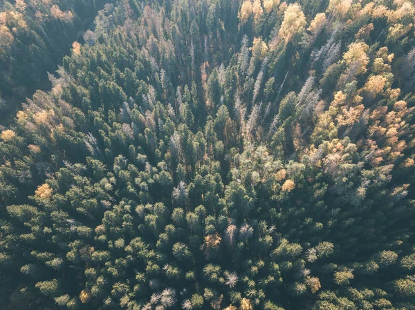 Imagem Drone Vista Aérea Área Rural Outono Com Árvores Cor — Fotografia de Stock