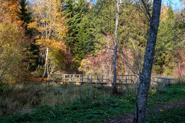 Holzfußbrücke Über Wasser Wald — Stockfoto