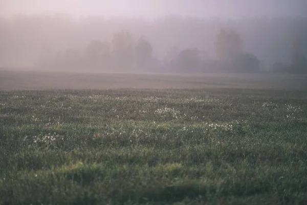 Piacevoli Sensi Mente Esteticamente Solitario Alberi Autunnali Nascosti Nella Nebbia — Foto Stock