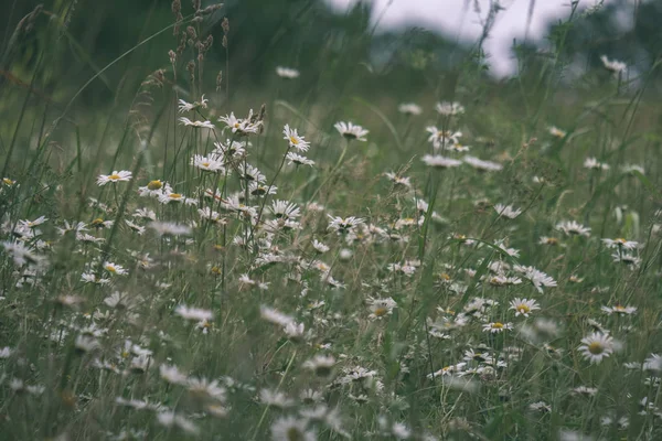 Prato Verde Estivo Con Motivo Astratto Erba Fiori Giornata Sole — Foto Stock