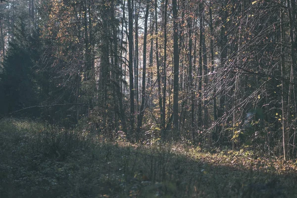 Детали Леса Поздней Осенью Сельской Местности Стволами Деревьев Цветными Листьями — стоковое фото