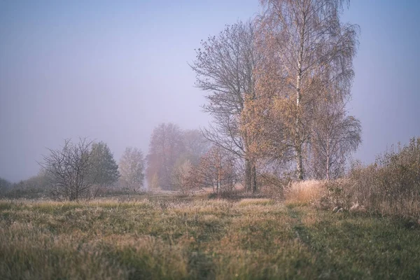 Piacevoli Sensi Mente Esteticamente Solitario Alberi Autunnali Nascosti Nella Nebbia — Foto Stock