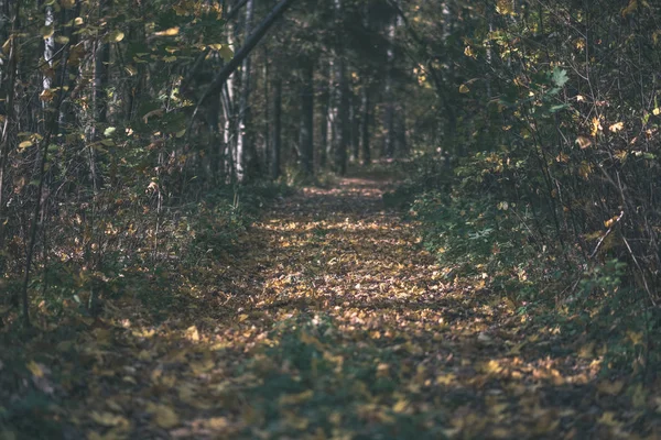 Prázdná Země Silnice Podzim Celý Žluté Listy Parku Mezi Kmeny — Stock fotografie