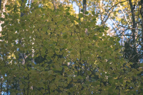 Birke Üppig Buntem Herbstwald Mit Baumstämmen Und Blättern Verschiedenen Farben — Stockfoto