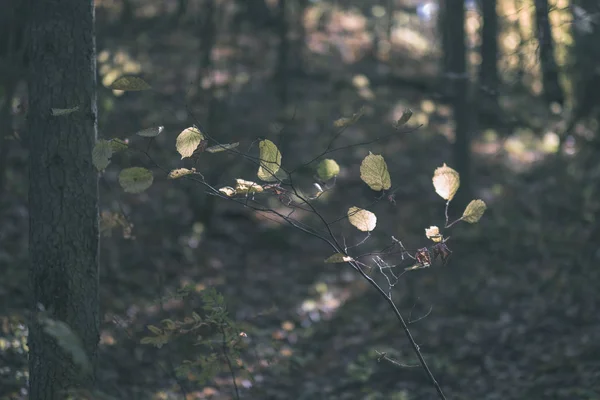 森林细节在深秋在农村与树干 有色的叶子和空的分支在阳光明媚的秋天天 地面覆盖着黄色的叶子 复古的旧电影外观 — 图库照片