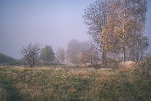 Piacevoli Sensi Mente Esteticamente Solitario Alberi Autunnali Nascosti Nella Nebbia — Foto Stock