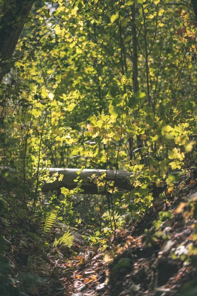 Árbol Abedul Exuberante Colorido Bosque Otoño Con Troncos Árboles Hojas — Foto de Stock