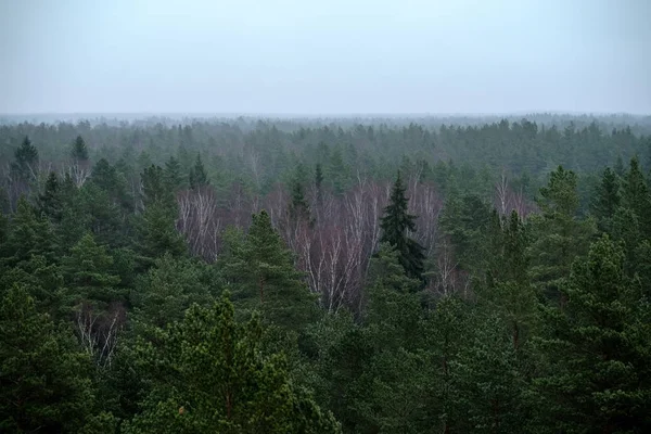 Widok Las Sosnowy Mglisty Jesienią — Zdjęcie stockowe