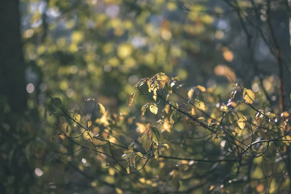 노란가 나무의 따뜻한 빈티지 — 스톡 사진