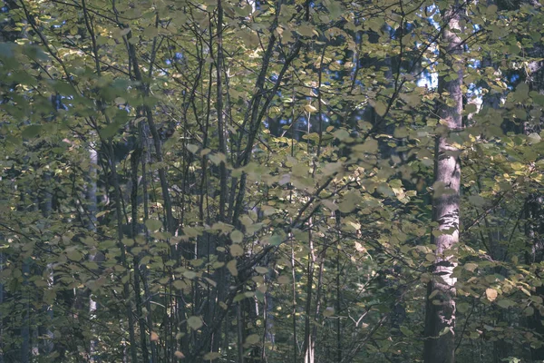 Bouleau Luxuriant Dans Forêt Automne Colorée Avec Troncs Arbre Feuilles — Photo