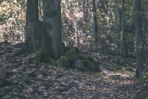 Walddetails Spätherbst Auf Dem Land Mit Baumstämmen Farbigen Blättern Und — Stockfoto