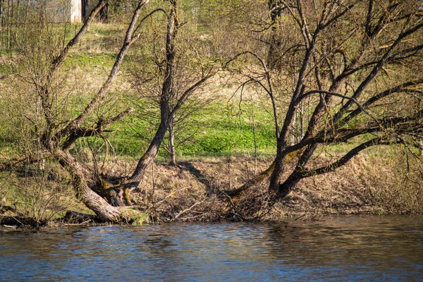 Riva Del Lago Con Alberi Distinti Estate Verde — Foto Stock