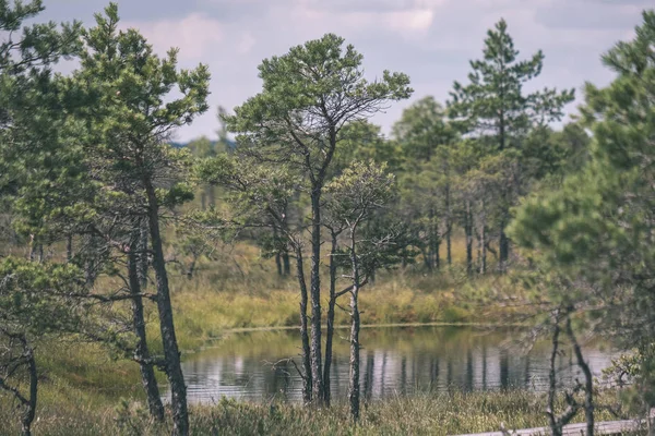 Leere Sumpflandschaft Mit Wasserteichen Und Kleinen Kiefern Bei Hellem Tag — Stockfoto