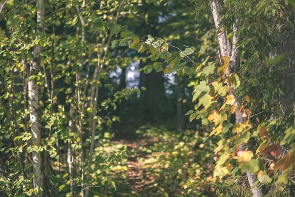 Кольорове Дерево Листя Пишного Візерунка Лісі Гілками Сонячним Світлом Початку — стокове фото