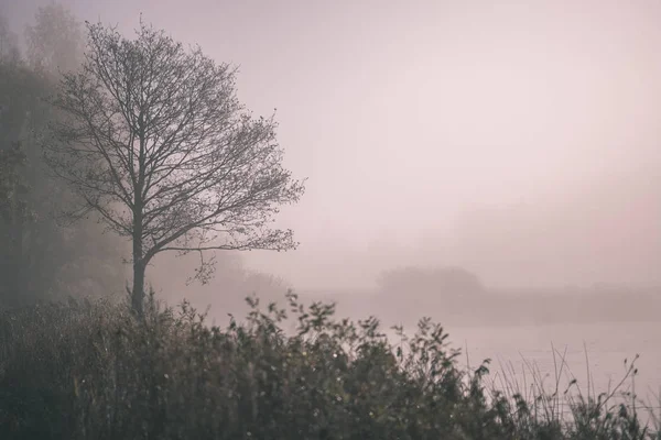 Schöne Grasnarben Herbstnebel Auf Dem Land Mit Geringer Schärfentiefe Nebliger — Stockfoto