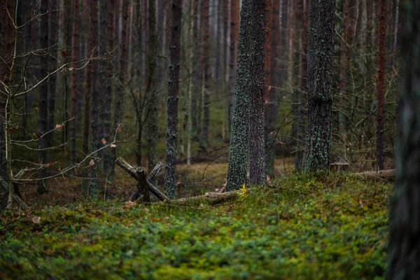 Old Wooden Trenshes Forest Latvia Lozmetejkalns — Stock Photo, Image