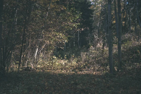 Details Van Het Bos Late Herfst Platteland Met Boomstammen Gekleurde — Stockfoto